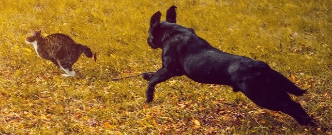 Tip of the Month: Oh, Careful! My dog will chase… (smaller dogs, cats, chickens, rabbits … anything that runs)!, 