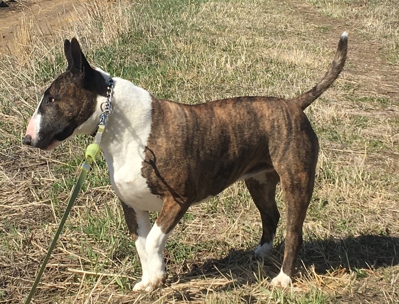 Example of a full body shot of a dog for if they run away